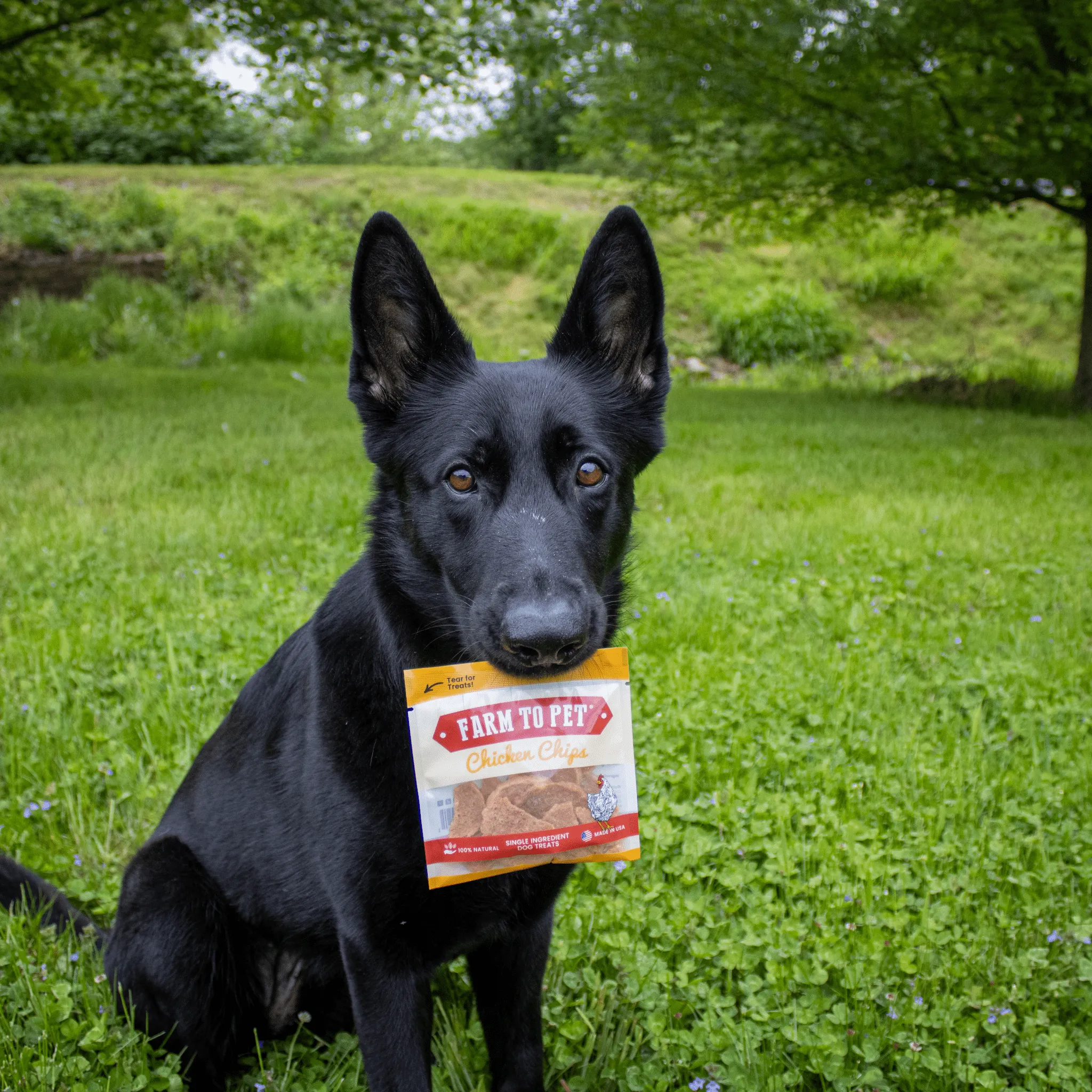 Chicken Chip Snack Pack Bundles
