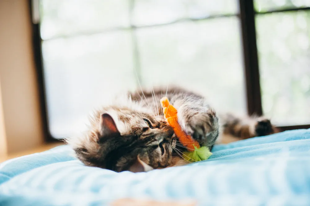 Feline Frenzy Farm to Tabby