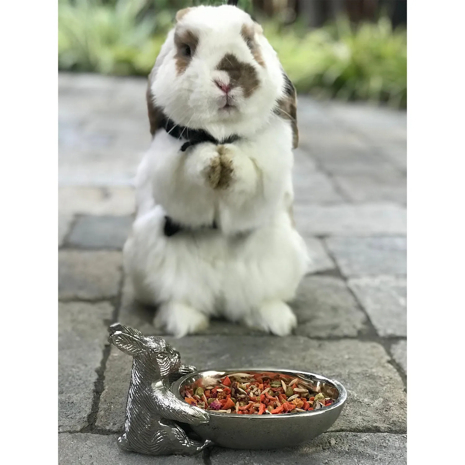 Herbivore Healthy Treat
