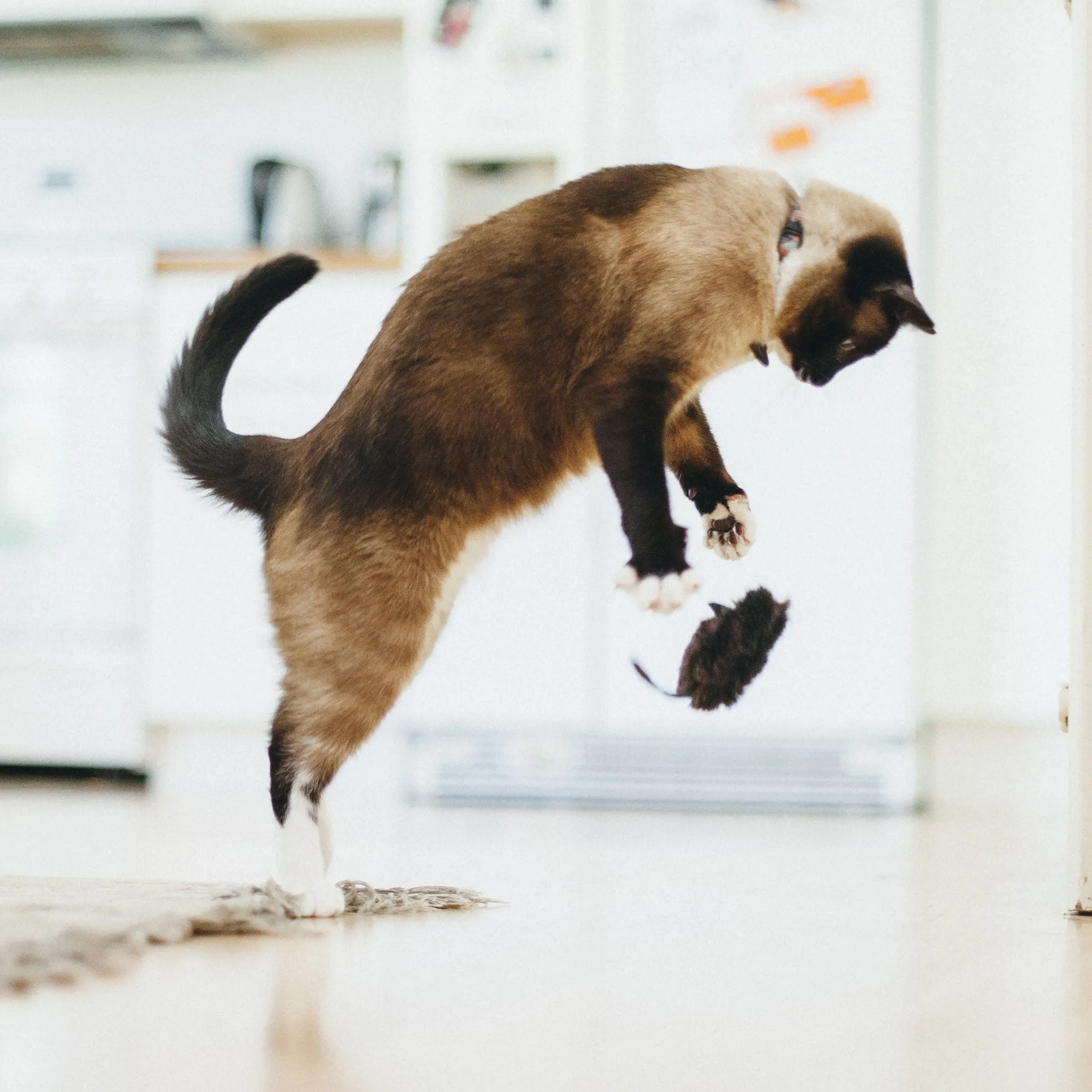 P.L.A.Y. Catnip Mice Cat Toy - 2 Pack