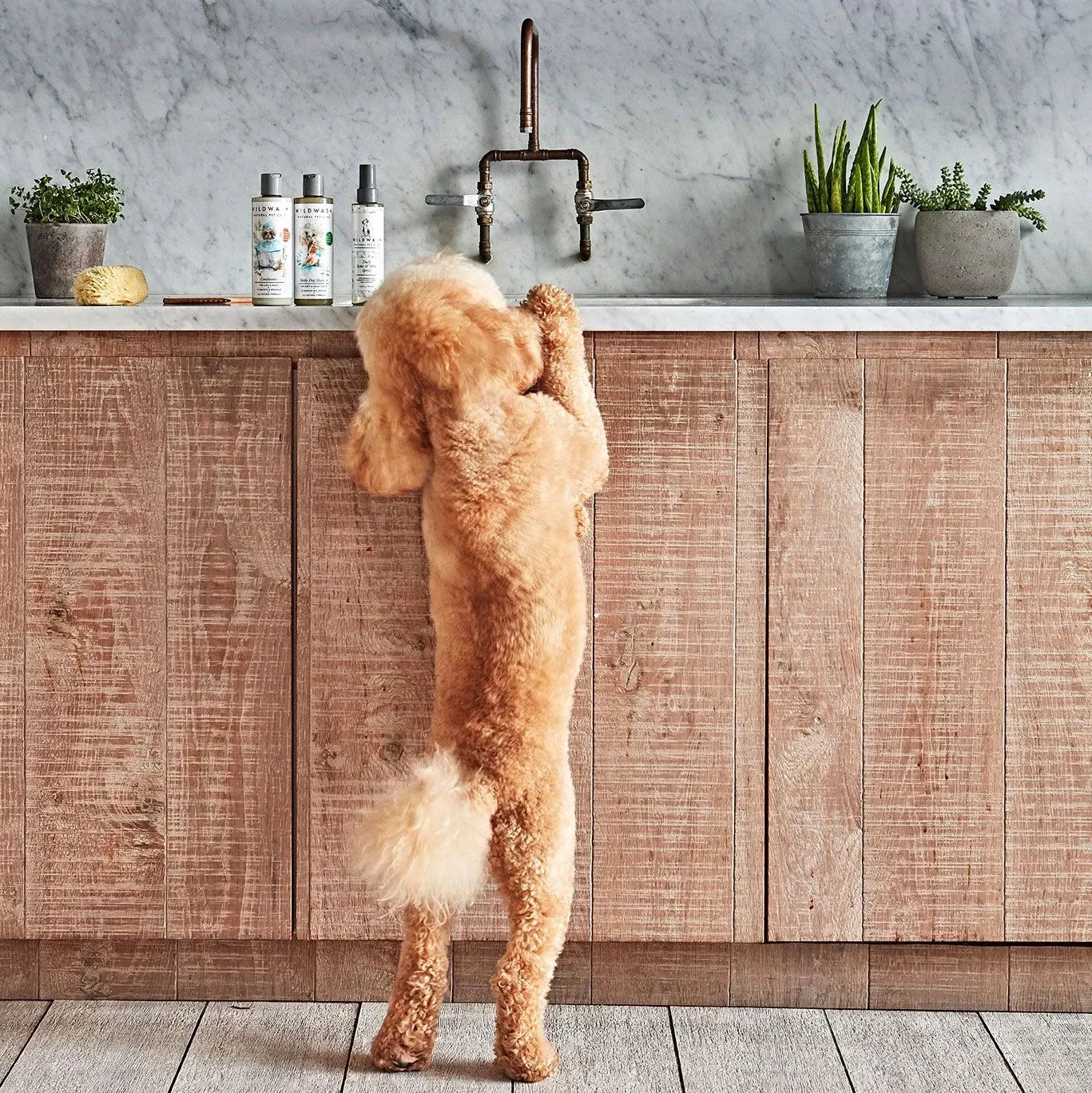 WildWash Pet Puppy Love Shampoo